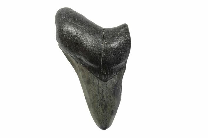 Partial, Fossil Megalodon Tooth #240147